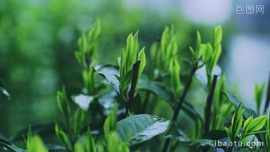 雨中茶园嫩绿的茶叶